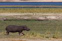 028 Chobe NP, nijlpaard